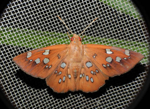 Dyscophellus sebaldus