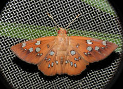 Dyscophellus sebaldus