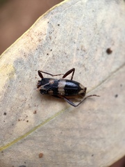 Coleocoptus senio