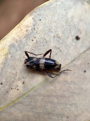 Coleocoptus senio