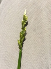Carex vulpinoidea