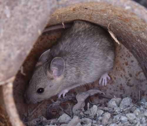 Desert Woodrat
