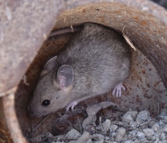 Desert Woodrat photo 2