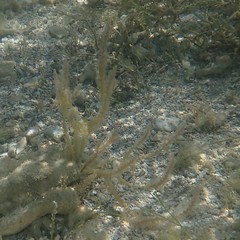 Acanthophora spicifera
