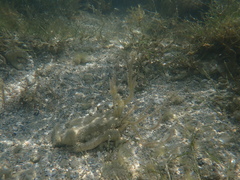 Acanthophora spicifera
