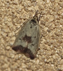 Ageletha elaeodes