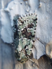 Lacinipolia