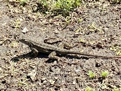 Sceloporus occidentalis