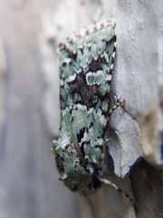 Lacinipolia