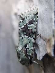 Lacinipolia