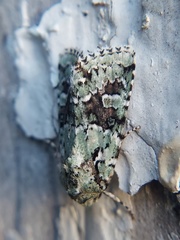 Lacinipolia