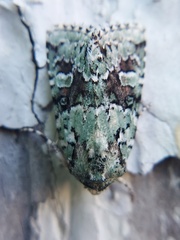 Lacinipolia
