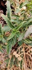 Scrophularia glabrata