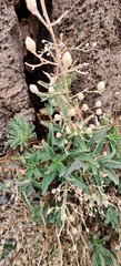 Scrophularia glabrata