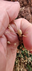 Scrophularia glabrata