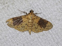 Conogethes semifascialis