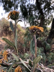 Aldama buddlejiformis