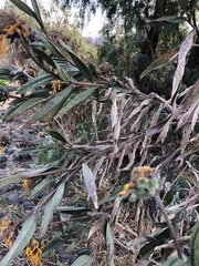 Aldama buddlejiformis