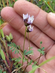 Astragalus breweri