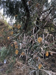 Aldama buddlejiformis