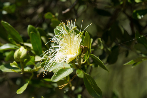 Capparis mitchellii Lindl.
