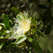 Bumble Tree - Photo (c) Gavin Goodyear, some rights reserved (CC BY-NC), uploaded by Gavin Goodyear