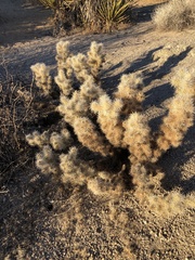 Cylindropuntia chuckwallensis