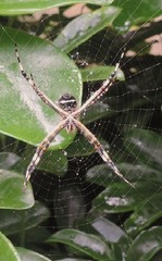 Argiope argentata