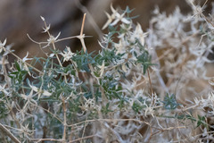 Galium stellatum eremicum