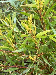 Eucalyptus stricta