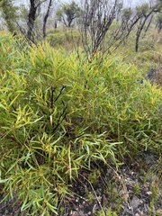 Eucalyptus stricta