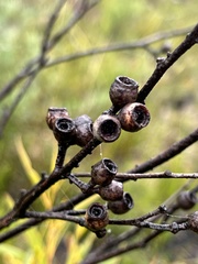Eucalyptus stricta