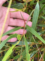 Eucalyptus stricta