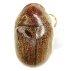Tricorynus congruus