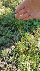 Rumex hastatulus image