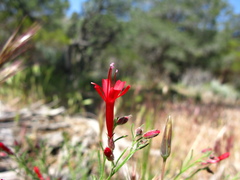 Ipomopsis tenuifolia