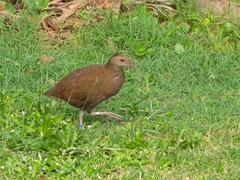 Gallirallus sylvestris