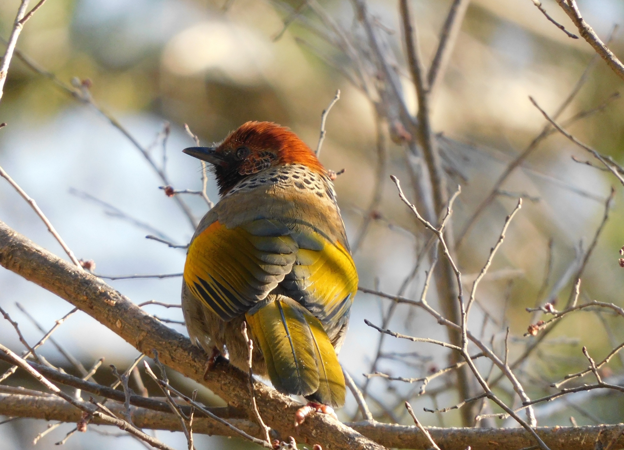 Chestnut-crowned Laughingthrush illustration