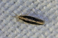 Orthotrichia
