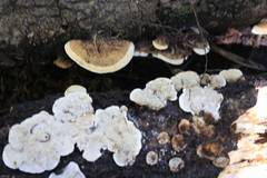 Steccherinum rawakense