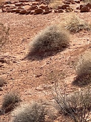 Ammospermophilus leucurus