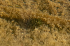 Ambrysus