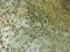 Cnemaspis littoralis