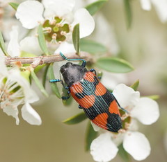 Castiarina thomsoni