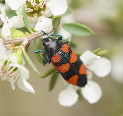 Castiarina thomsoni