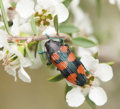 Castiarina thomsoni