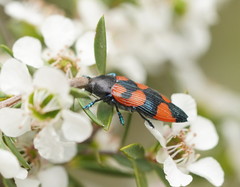 Castiarina thomsoni