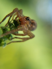 Lycosidae