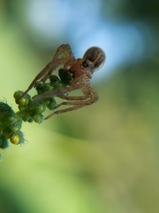 Lycosidae