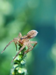 Lycosidae